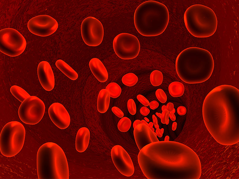 blood-flow-cells